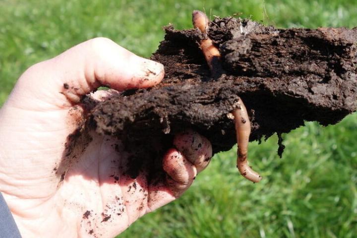 Methoden tegen waterafstotend veen onderzocht